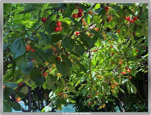 Garten - +++ Ein Haus im mediterranen Stil in Nierstein+++