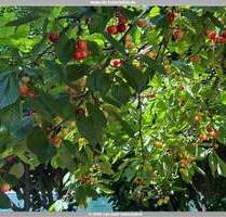 +++ Ein Haus im mediterranen Stil in Nierstein+++