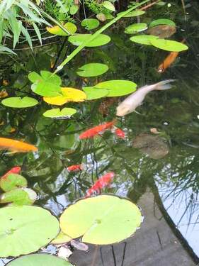 ... Wasser hat etwas Beruhigendes - 