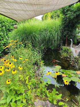 Teich mit Pflanzen und Fischen - 