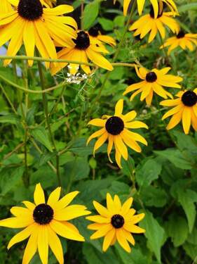 ... schöne Gartenblumen - 