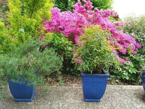 Garten Terrasse - Einfamilienhaus mit 200,00 m&sup2; in Ortenberg zum Kaufen