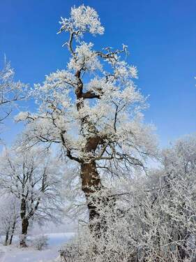 Einfach nur schön - 