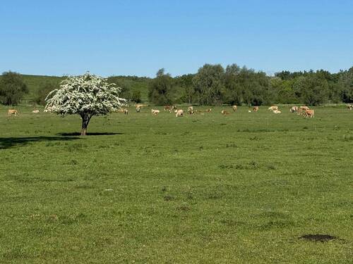 Wiesen hinter dem Grundstück - Grundstück zum Kaufen in Potsdam