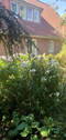 Garten Blick aufs Haus - 