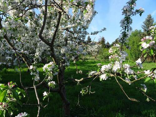 Bild 2 - Grundstück zum Kaufen in Biesenthal