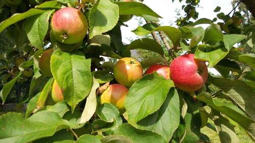 Bild 3 - Grundstück in Biesenthal