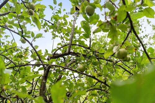 Ertragreiche alte Sorten - 