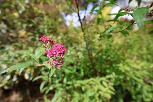 GARTENIMPRESSIONEN - 