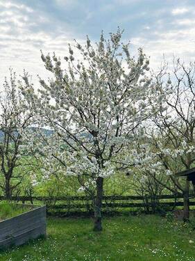 .. eigenen Obstbäumen ! - Einfamilienhaus mit 126,00 m&sup2; in Pfarrweisach zum Kaufen