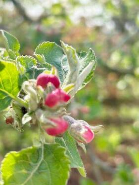 .. auch einen Apfelbaum ! - 