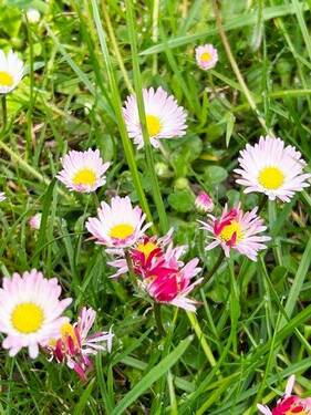 .. große Rasenfläche ! - 