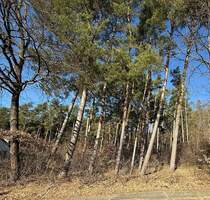 Naturnahes Waldgrundstück 