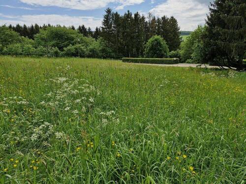 Foto-2 - Grundstück zum Kaufen in Prüm - Weinsfeld