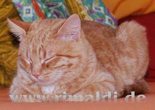 rimaldi-Katze - 
