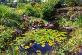 Teich - 