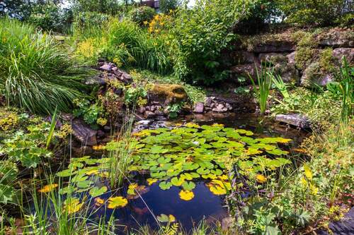 Teich - 