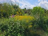 Pflanzenmeer - 