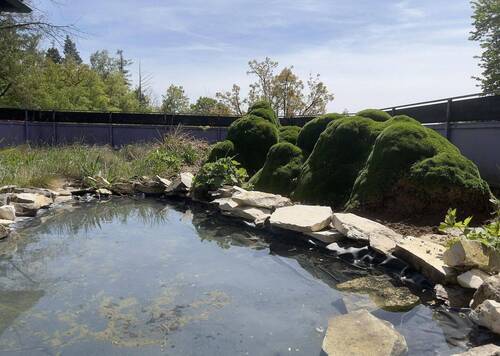 Teich - 