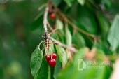 Kirschbaum im Garten - 