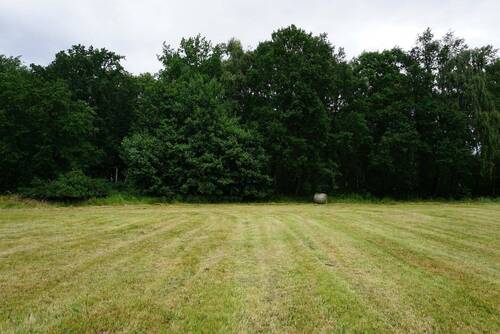 Wald_Bild_Duempel_Immowelt_011.jpg - 