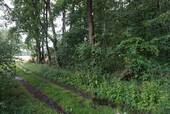 Wald_Bild_Duempel_Immowelt_014.jpg - 