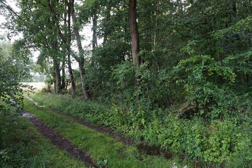 Wald_Bild_Duempel_Immowelt_014.jpg - 
