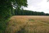 Wald_Bild_Duempel_Immowelt_002.jpg - 2 Wald- und Sumpfflächen 78.886 m² im Naturschutzgebiet in 21339 Lüneburg Ochtmissen Waldflächen , kein Bauland!