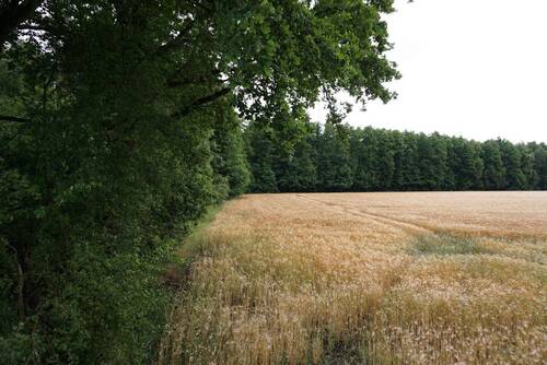 Wald_Bild_Duempel_Immowelt_001.jpg - Grundstück zum Kaufen in Lüneburg