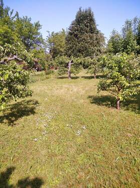 Obstbaumbestand - Grundstück in Bad Sulza