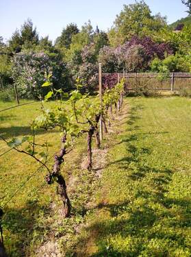 Garten - 