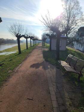 Rheindeich im Winter 2 - 