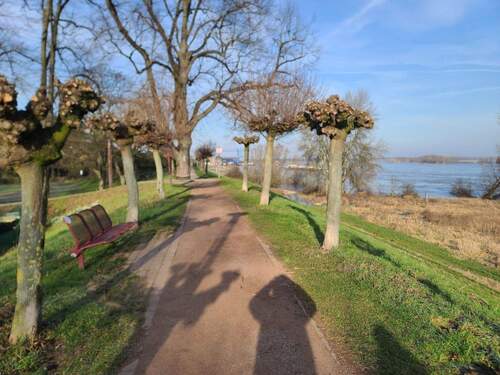 Rheindeich im Winter 1 - 