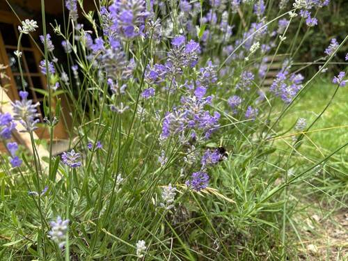 Viele Kräuter, Obst und Gemüse - 