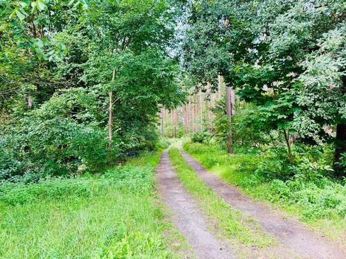 Waldweg - 