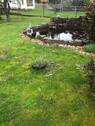 Teich - 