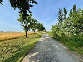 Weg zum Feld - 