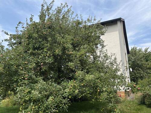 Obstbäume im Garten - 