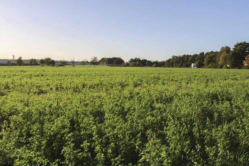Ostansicht - Grundstück in Erlangen zum Kaufen