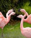 flamingos-1335042 1280-Gäste sind da - 8 Zimmer Doppelhaushälfte zum Kaufen in Berlin
