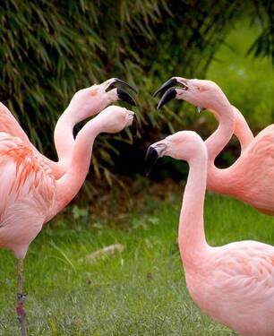 flamingos-1335042 1280-Gäste sind da - 8 Zimmer Doppelhaushälfte zum Kaufen in Berlin