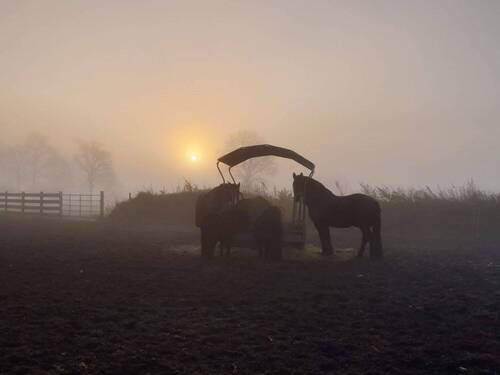 Pferde auf dem Paddock - Sanierter Hof in Alleinlage mit 7,5 ha Eigenland in Dithmarschen
