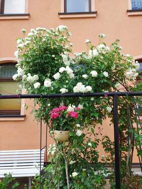 Garten 3.jfif - Einfamilienhaus mit 227,00 m² in Hohenstein-Ernstthal zum Kaufen