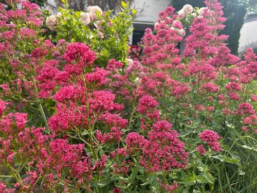Garten - 
