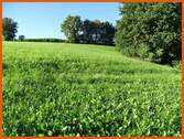Wiese - 