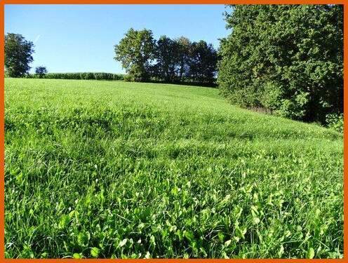 Wiese - 