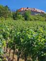 jede Woche Weinfest - 