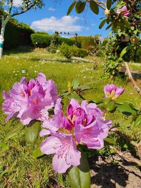 Schöne Wiese am Grundstück - 