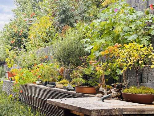 Begrünung Wall hinterm Haus - 