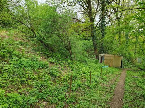 Ihre zukünftige grüne Lunge? - 